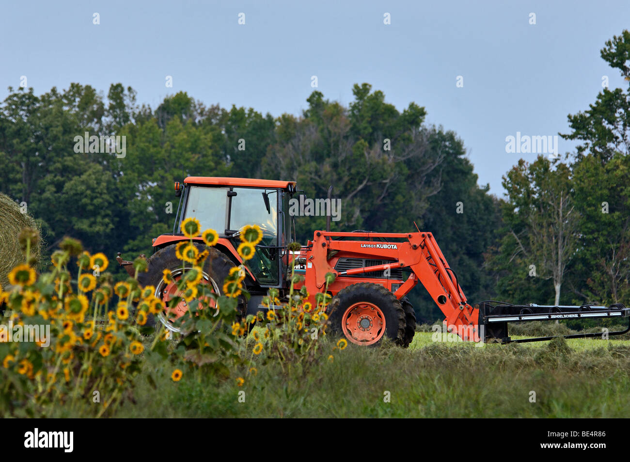 Tractor Kubota y girasoles en la granja en el condado de Oldham, Kentucky Foto de stock