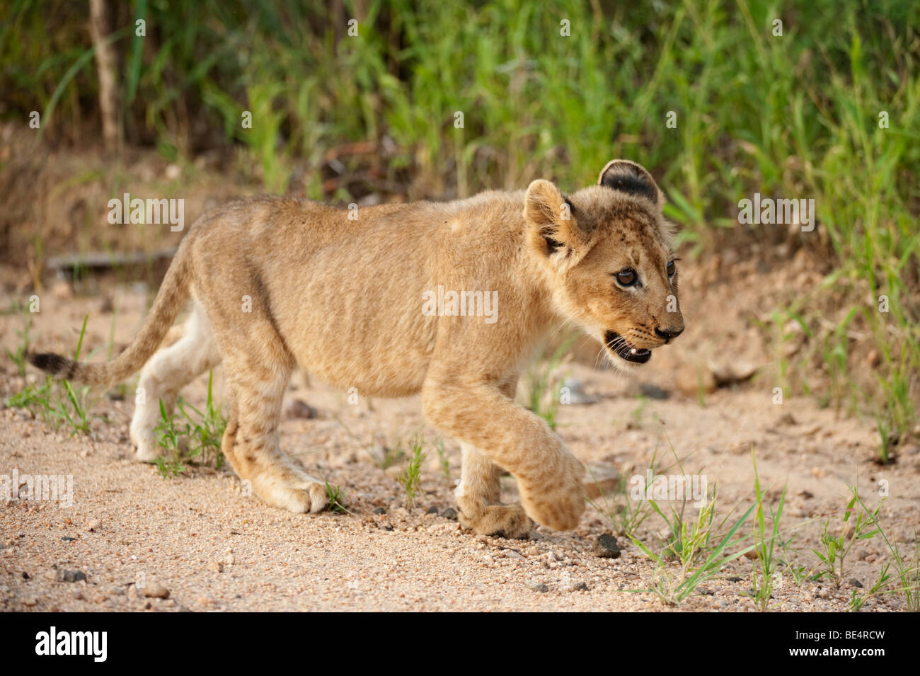 Cachorro de león (Panthero leo), el Parque Nacional Kruger, Sudáfrica Foto de stock