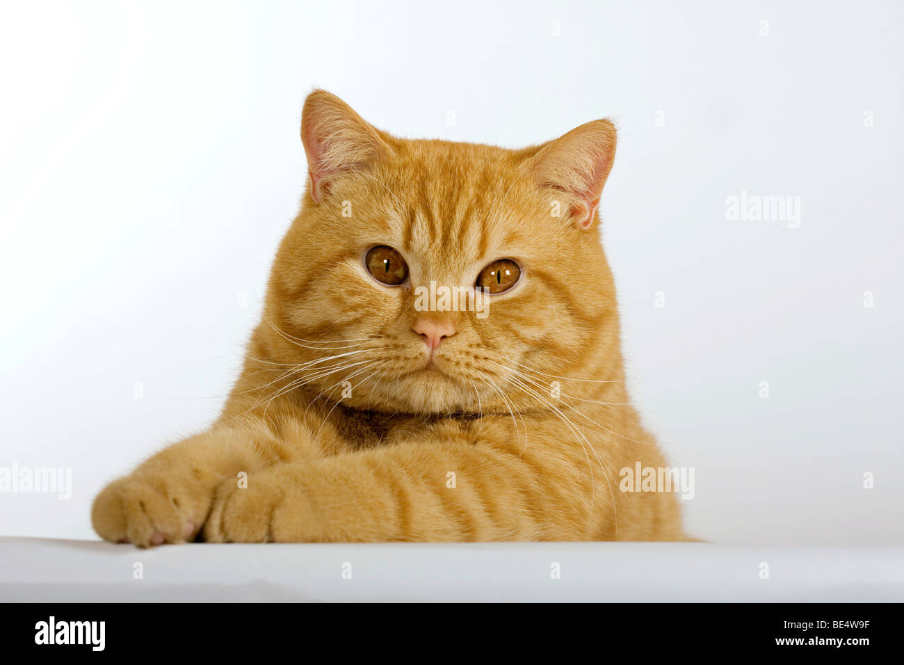 British Shorthair cat, Retrato Foto de stock