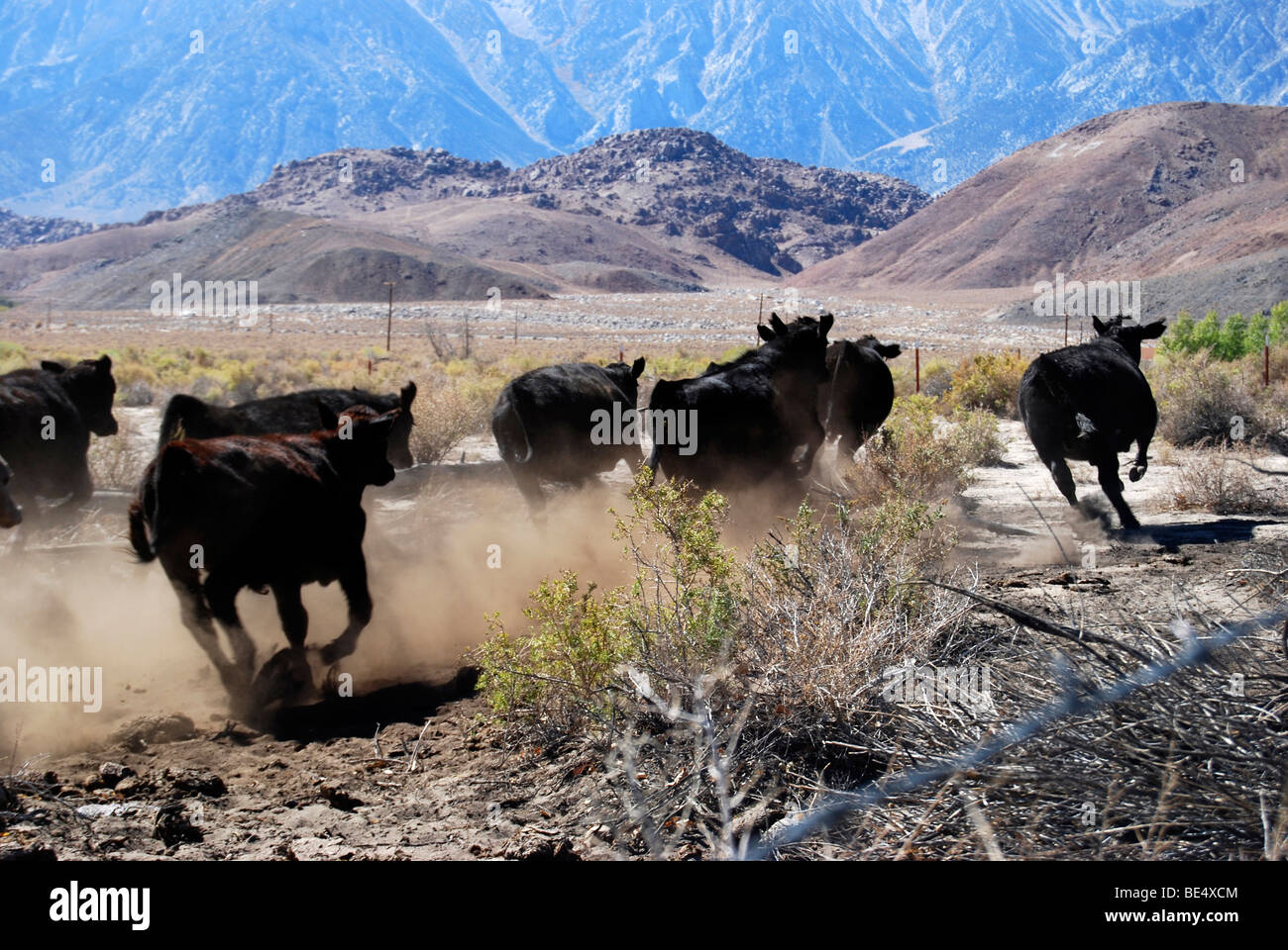 Manada de ganado que se ejecuta en un rango abierto en las altas sierras de California Foto de stock