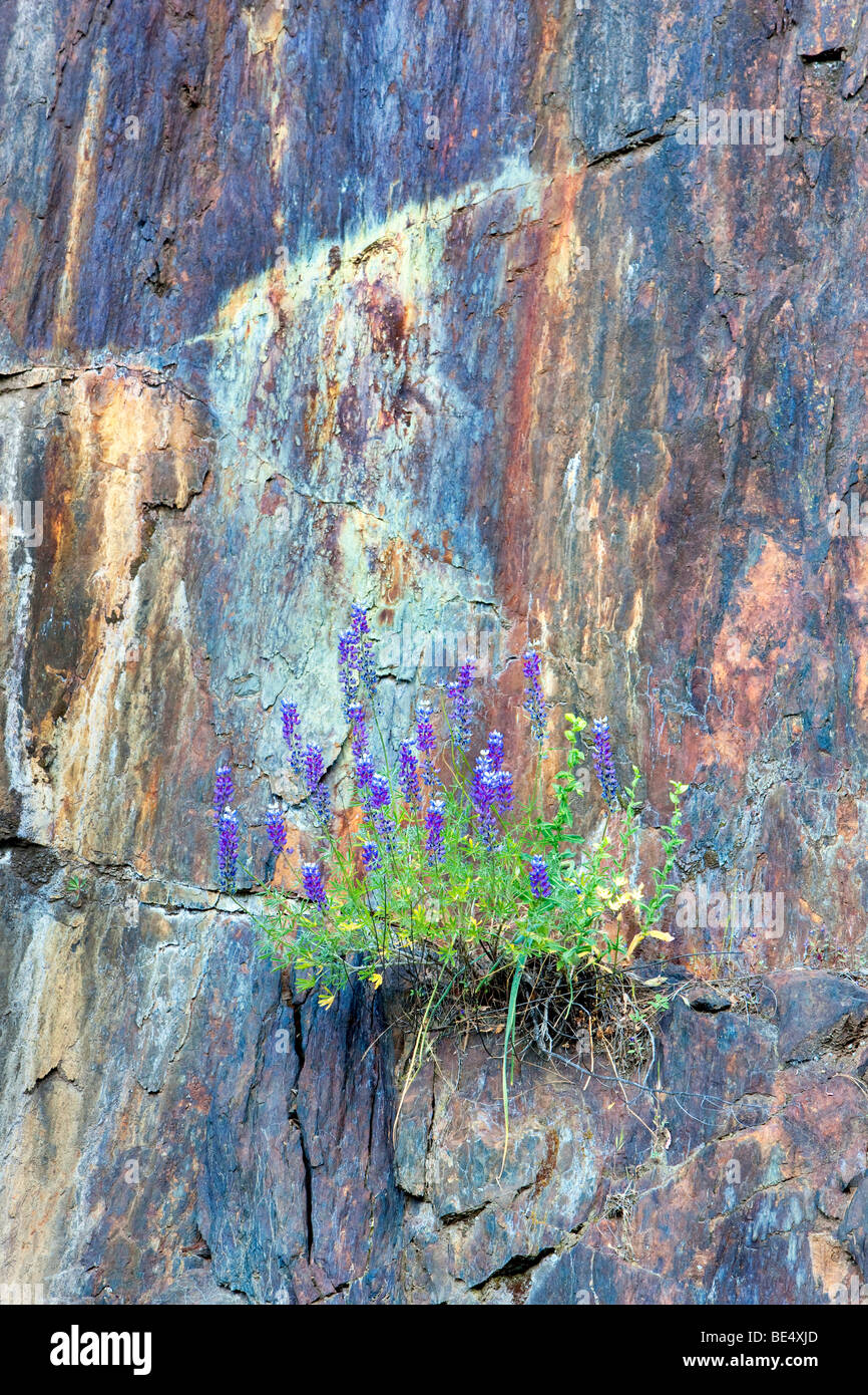 Lupine crece en la pared de roca. Parque Nacional Yosemite, California Foto de stock
