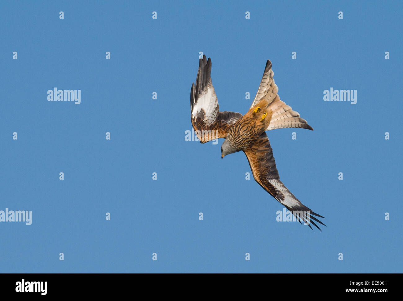 Rojo( Milvus milvus) Kite flying,buceo. Foto de stock