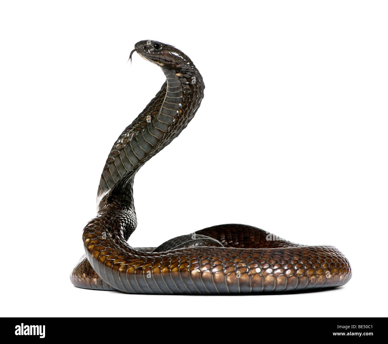 La Cobra egipcia, Naja Haje, contra un fondo blanco, Foto de estudio Foto de stock