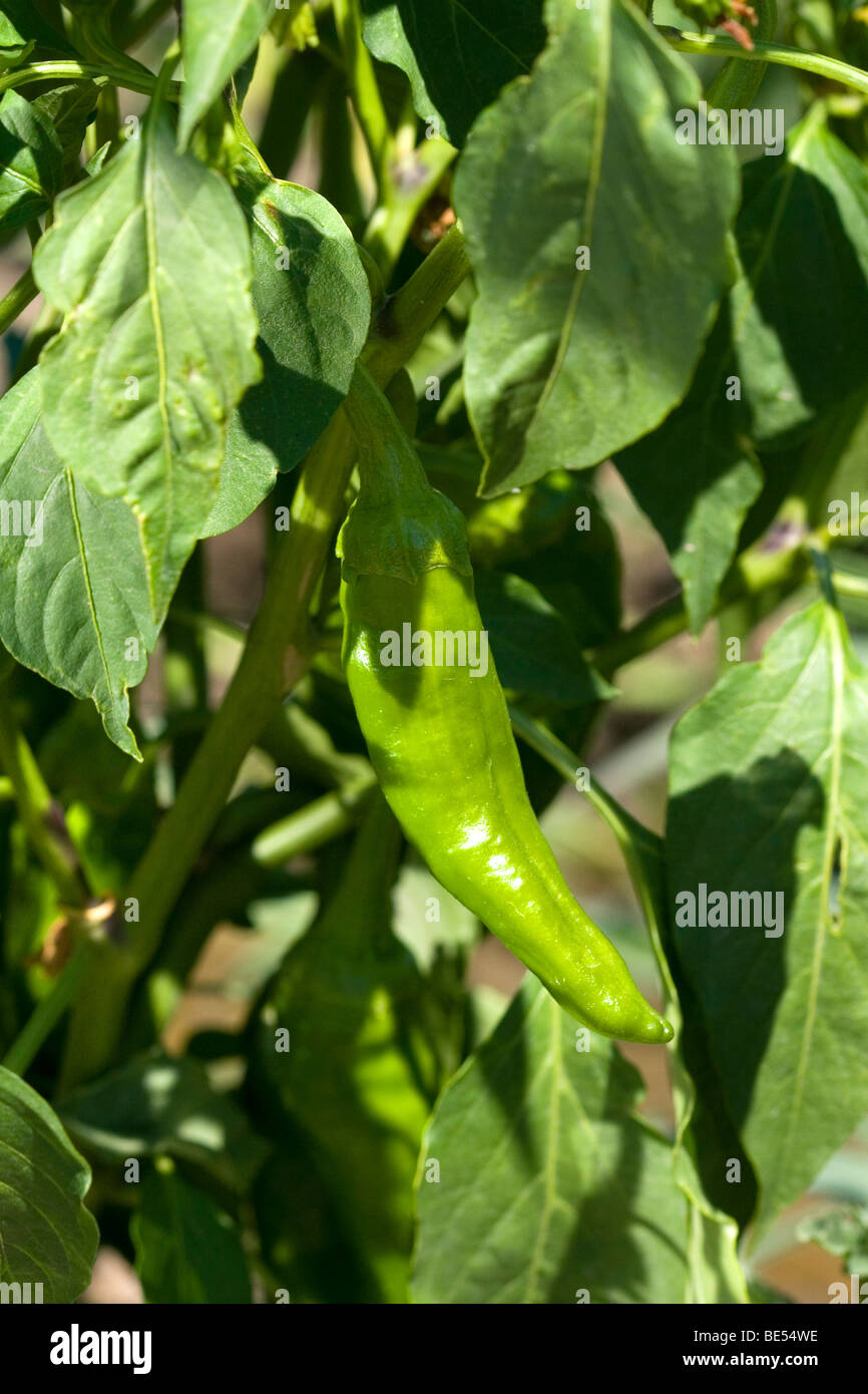 Planta de chile fotografías e imágenes de alta resolución - Alamy