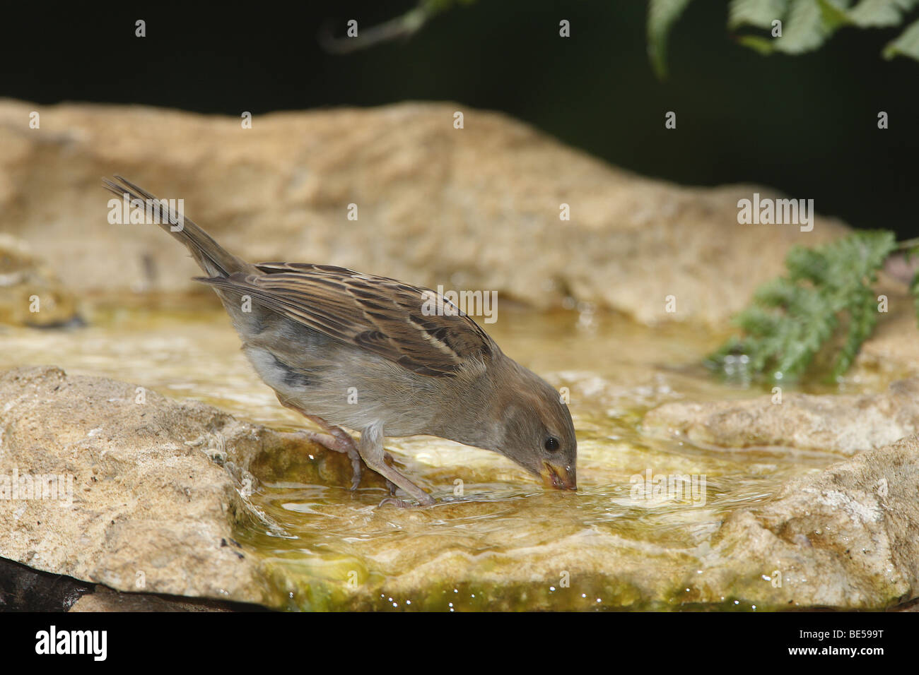 Gorrión sediento Fotos e Imágenes de stock - Alamy
