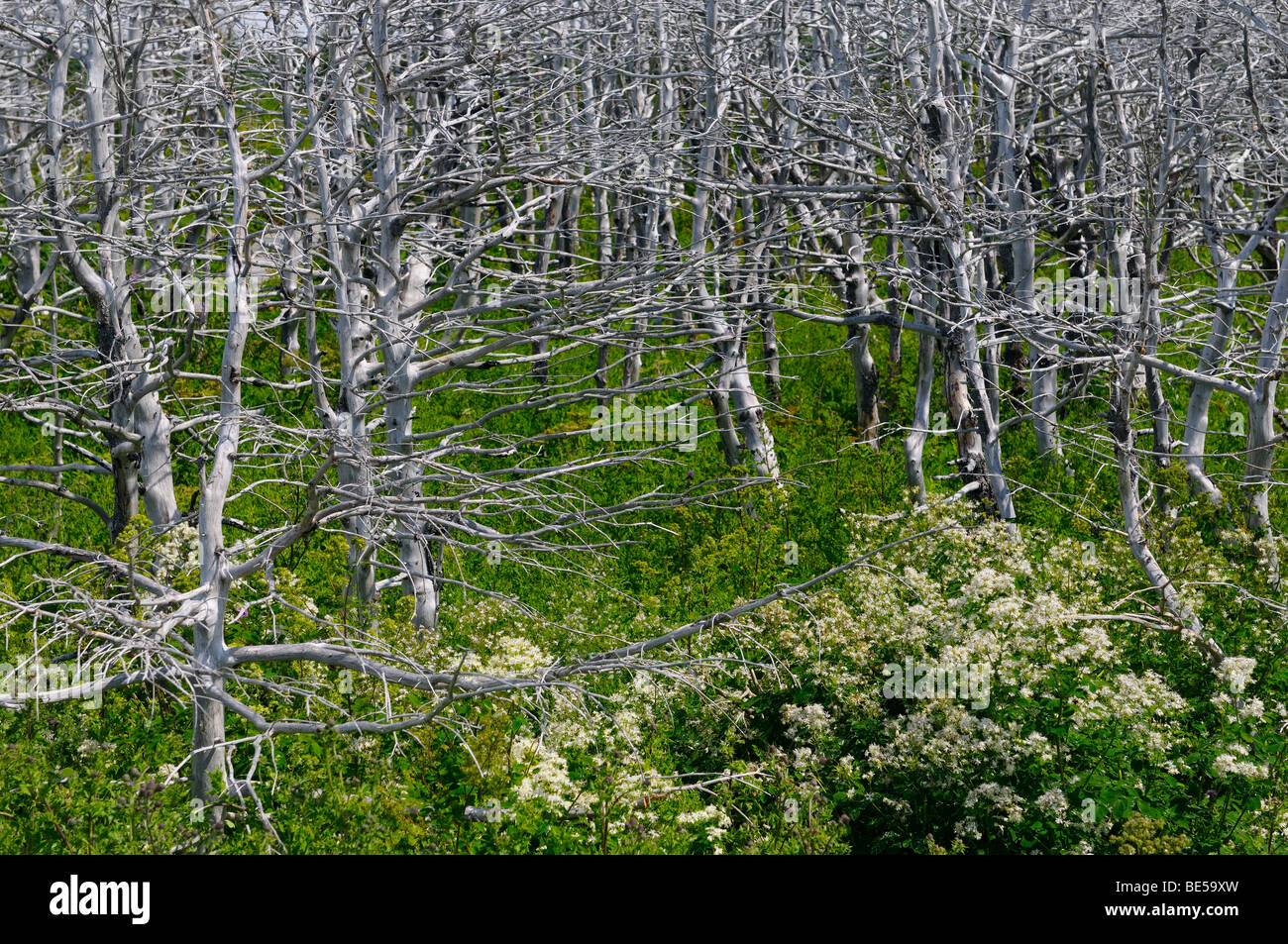 Muertos árbol siempreverde bosque gris y verde pradera Rue en arcos Provincial Park Terranova Canadá Foto de stock