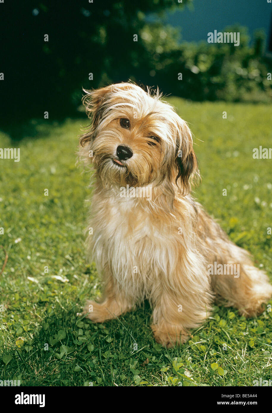 Perro de raza mixta (Terrier x ?). Sentada sobre un césped de menores  Fotografía de stock - Alamy