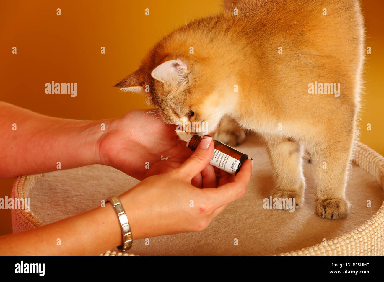 British Shorthair Cat obteniendo Stock Remedy globuli de Flores de Bach Foto de stock