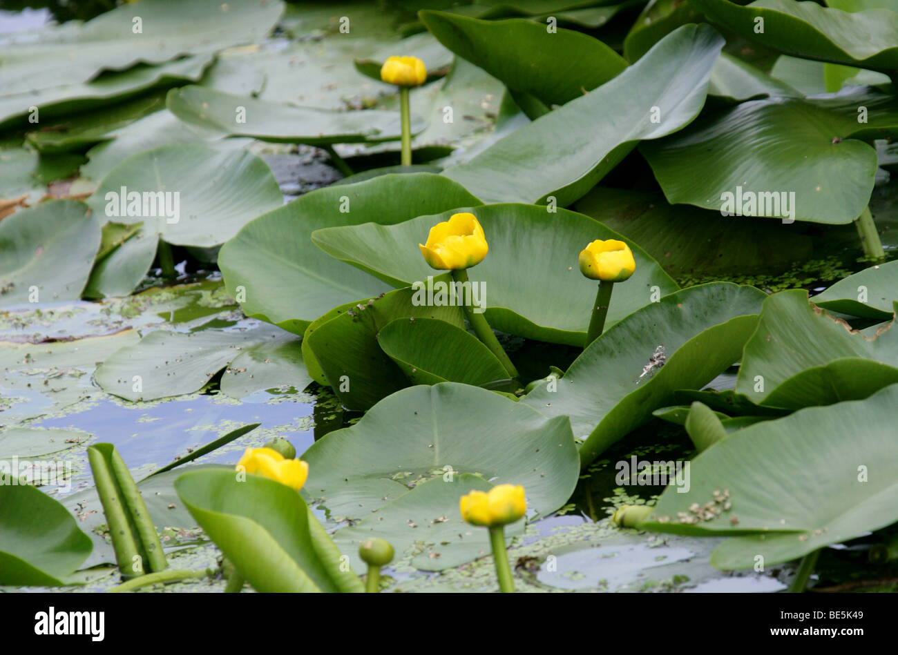 Lirio de agua amarillo, lutea de Nuphar, Nymphaeaceae. Alias Spatterdock, Cow Lily, O Yellow Pond-Lily. REINO UNIDO Foto de stock