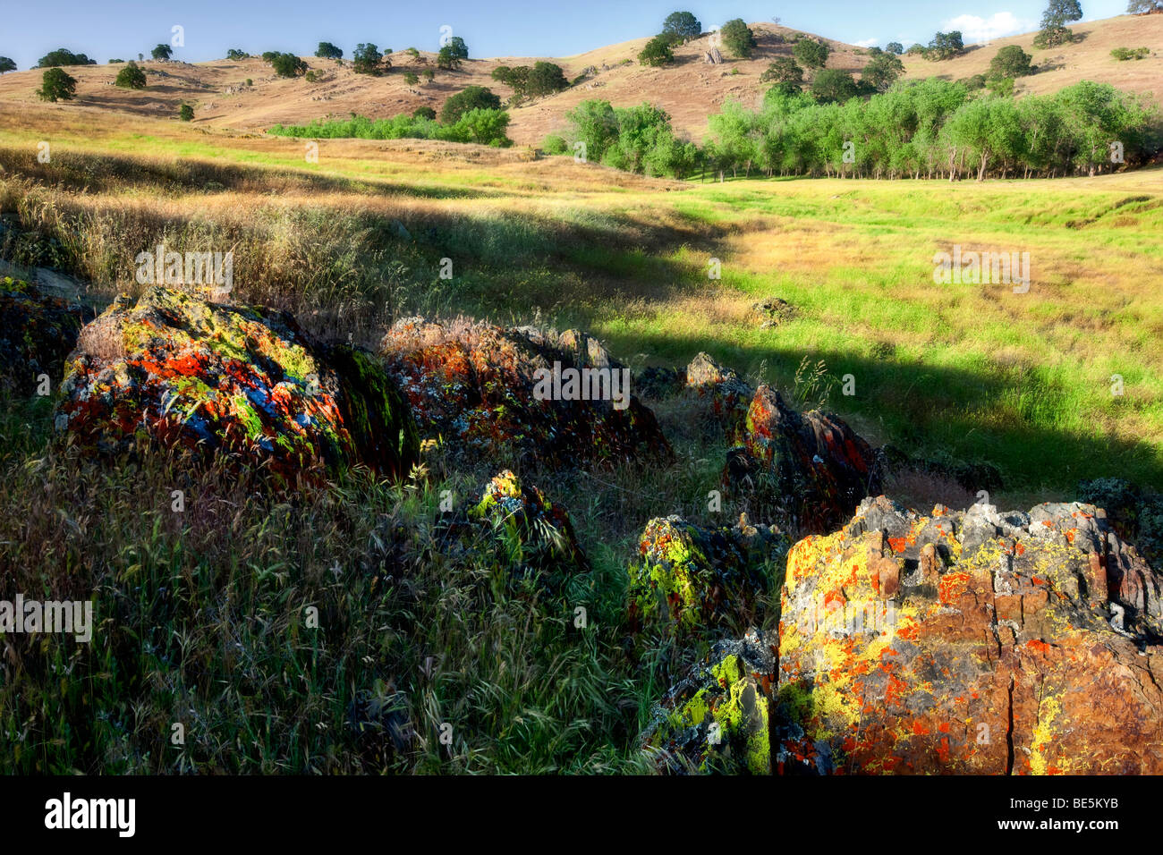 Coloridos líquenes y colinas. Campos de líquenes Merced, California Foto de stock
