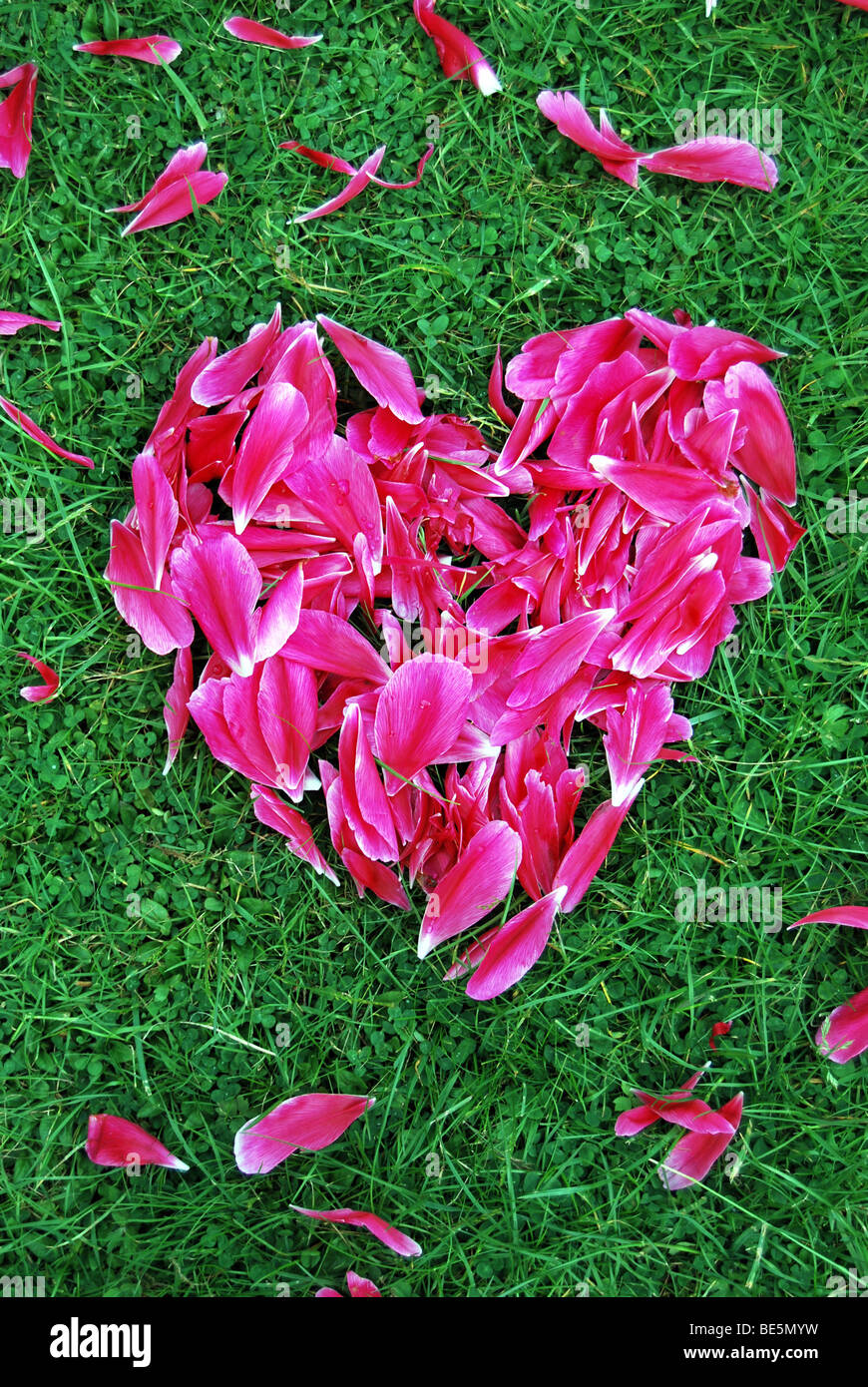 Un corazón de los pétalos rojos de una peonía (Paeonia officinalis), planta de jardín Foto de stock