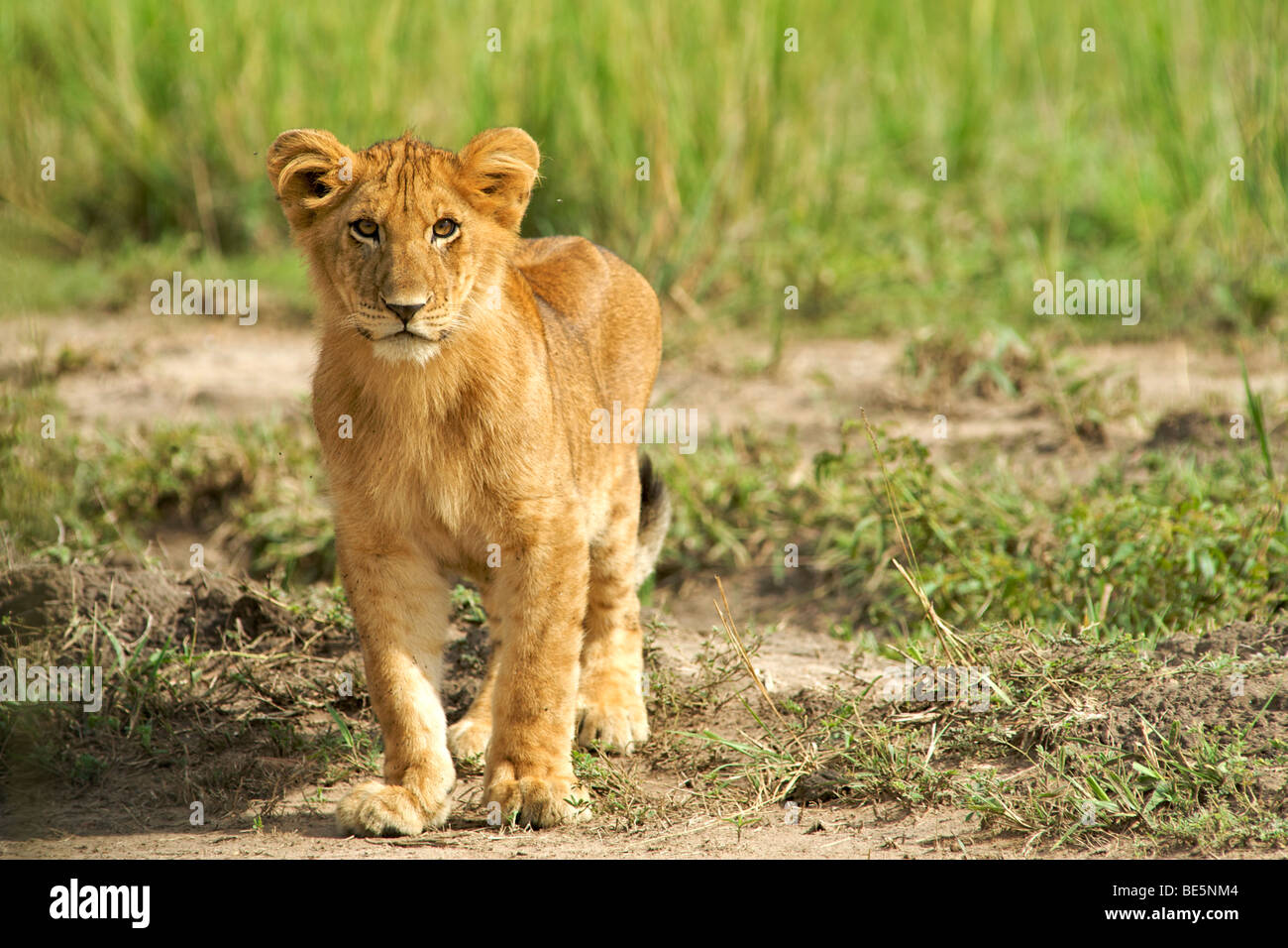 Cachorro de león en el Parque Nacional de Murchison Falls en Uganda. Foto de stock
