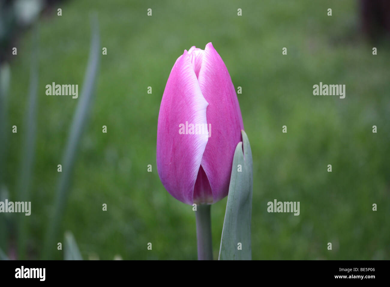 tulipa púrpura Foto de stock