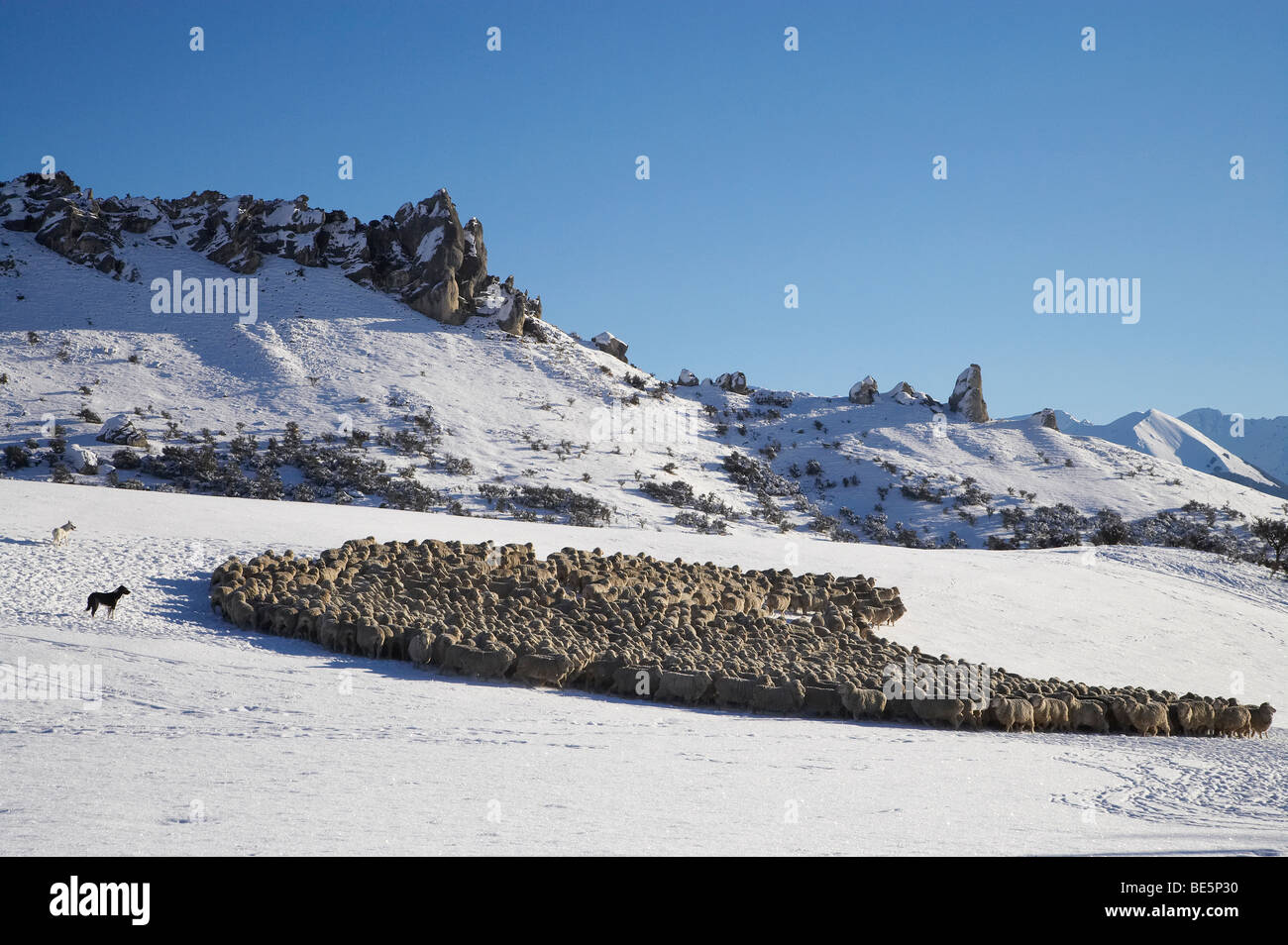 Reunir las ovejas en la nieve, la Colina del Castillo, Arthur's Pass Road, Canterbury, Isla del Sur, Nueva Zelanda Foto de stock