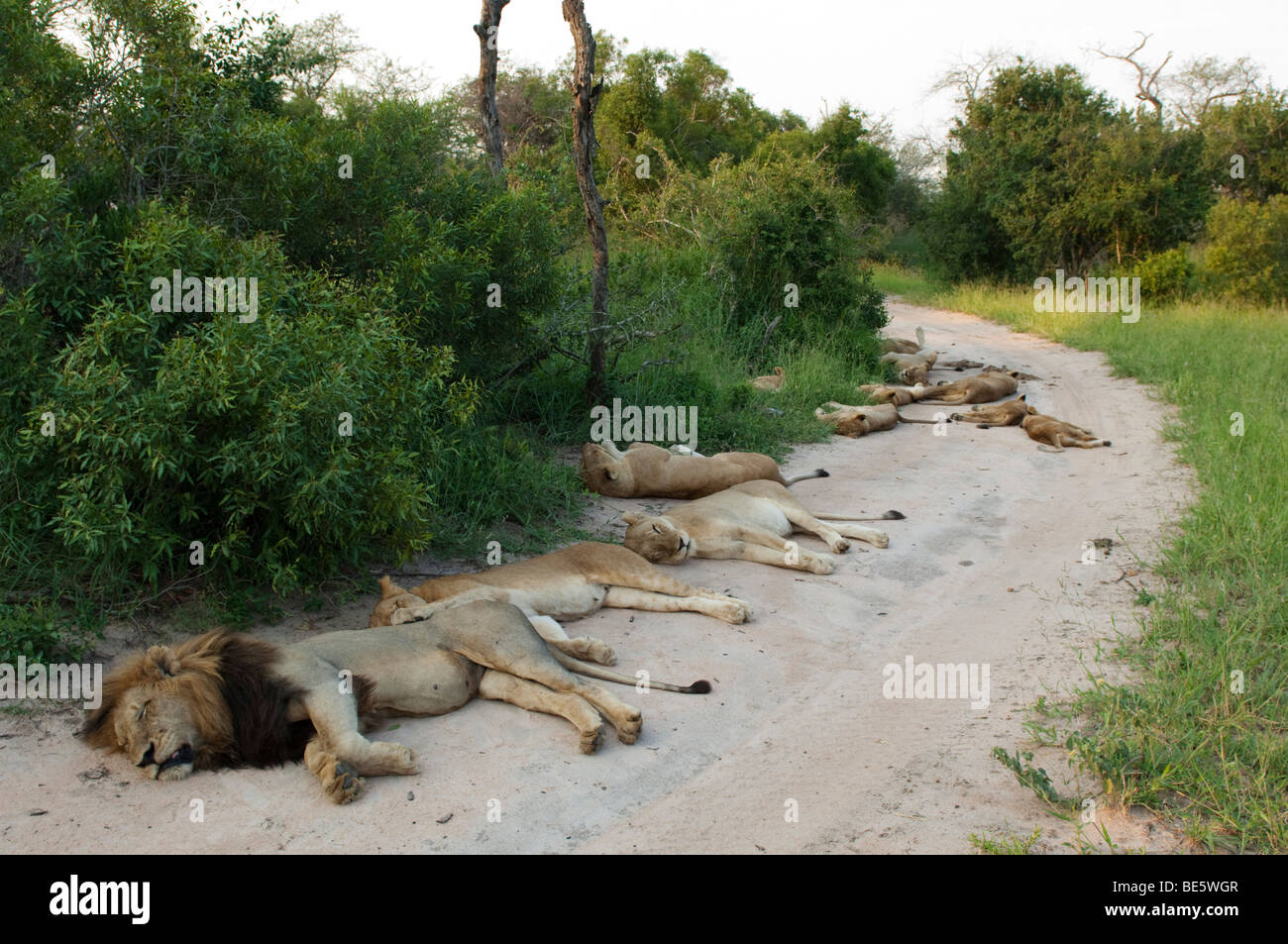 Orgullo de León tumbado en la carretera (LEO), Panthero MalaMala Game Reserve, el mayor parque nacional de Kruger, Sudáfrica Foto de stock