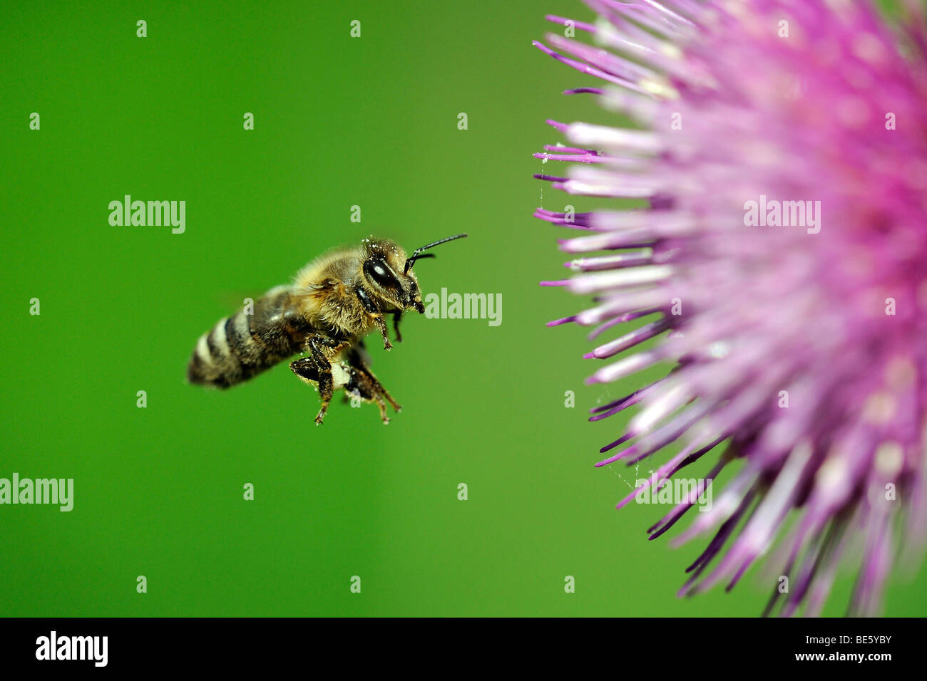 Miel de abejas (Apis), en vuelo, con una Waldstein El cardo (Cirsium waldsteinii) Foto de stock