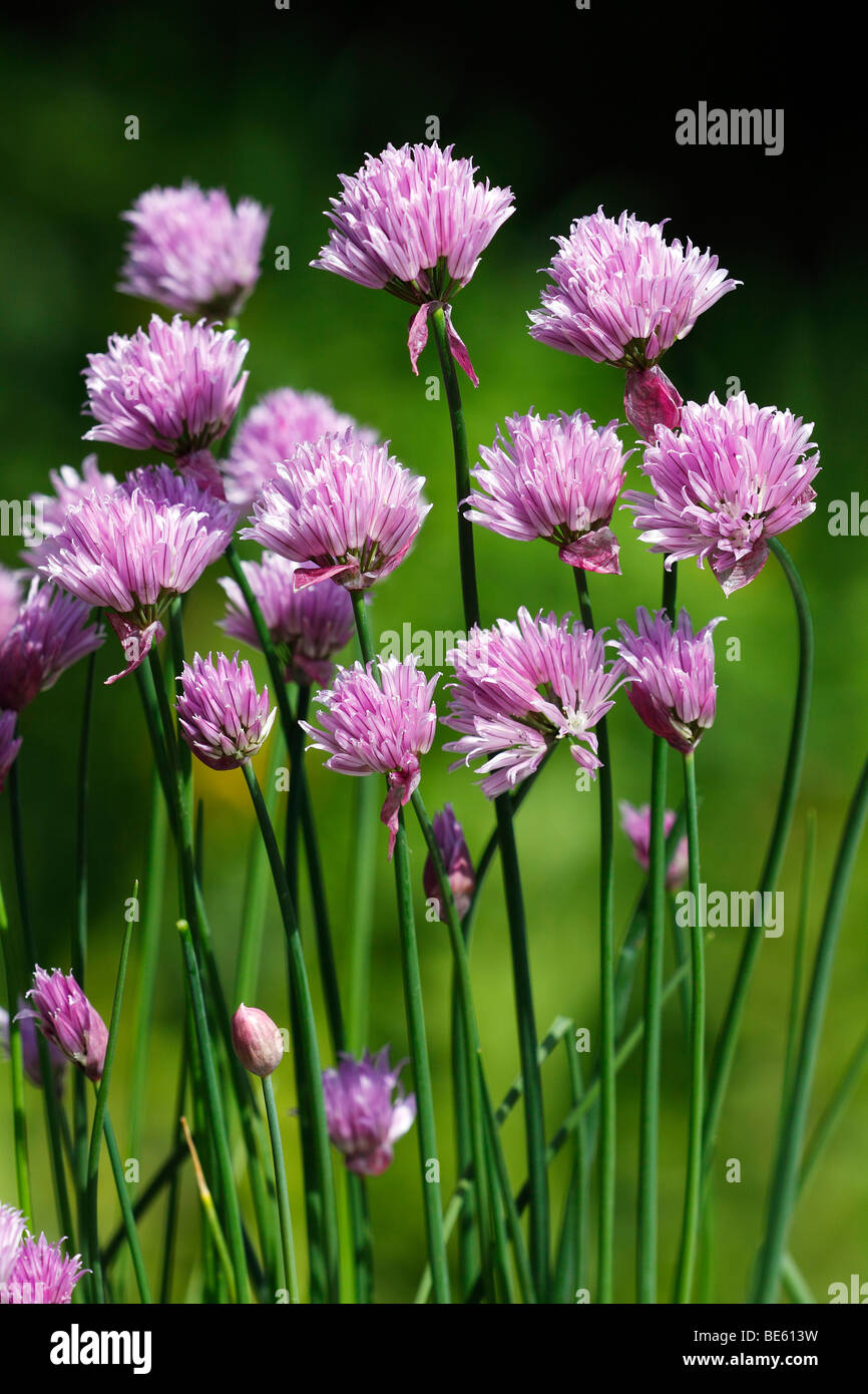Floración cebollino (Allium schoenoprasum), planta de especias Foto de stock