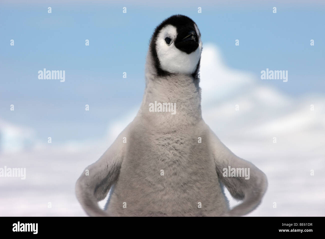Cerca del bebé pollito de pingüino emperador en funny plantean hacer contacto visual en la isla Snow Hill en la Antártida Foto de stock
