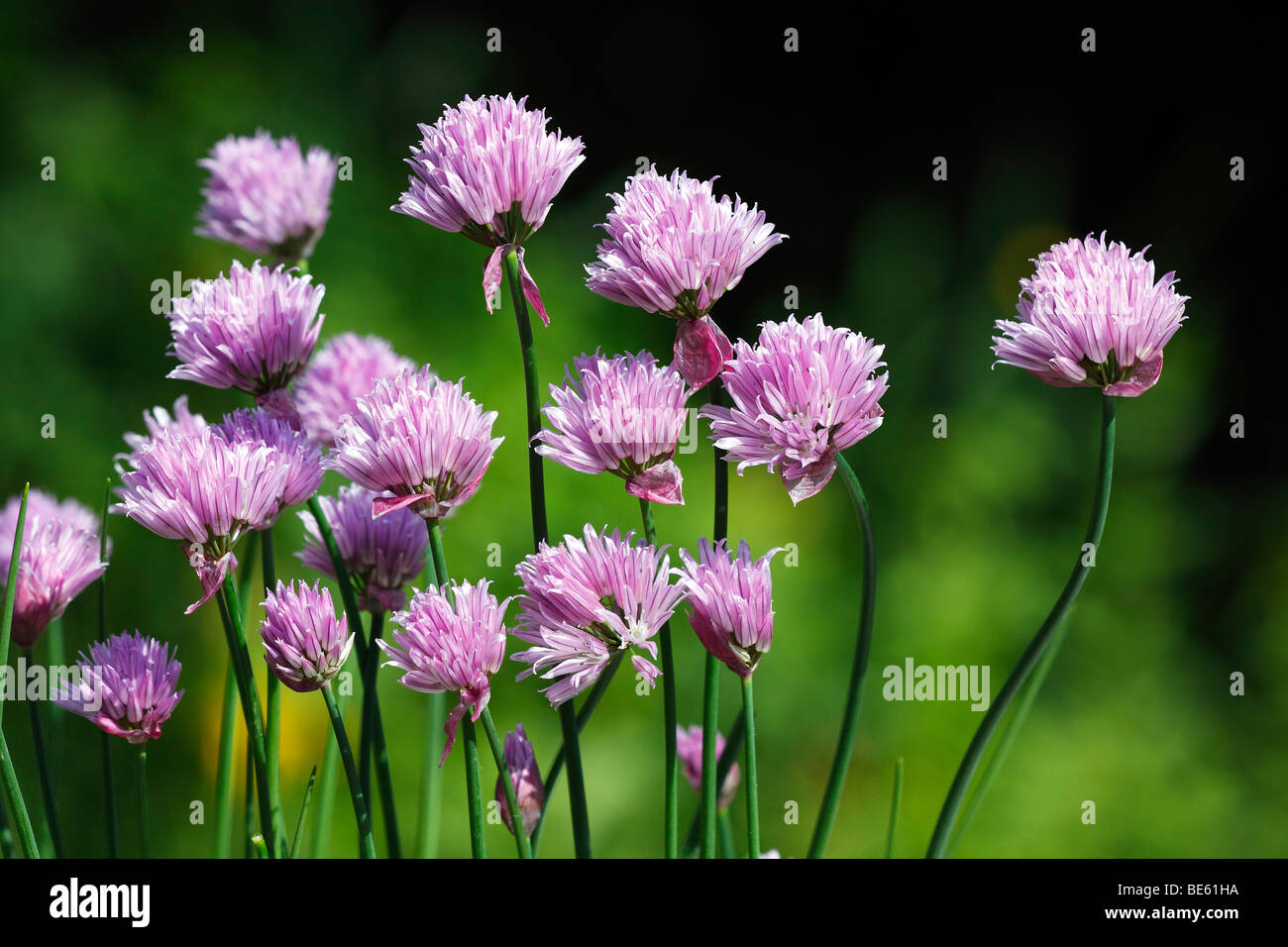 Floración cebollino (Allium schoenoprasum), planta de especias Foto de stock