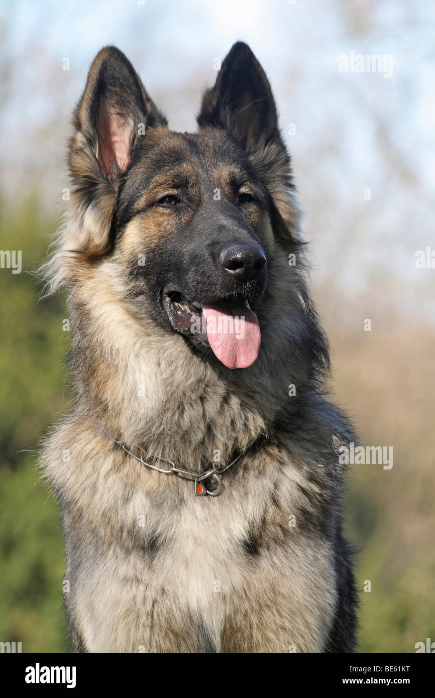 Pastor alemán husky raza mixta fotografías e imágenes de alta resolución -  Alamy