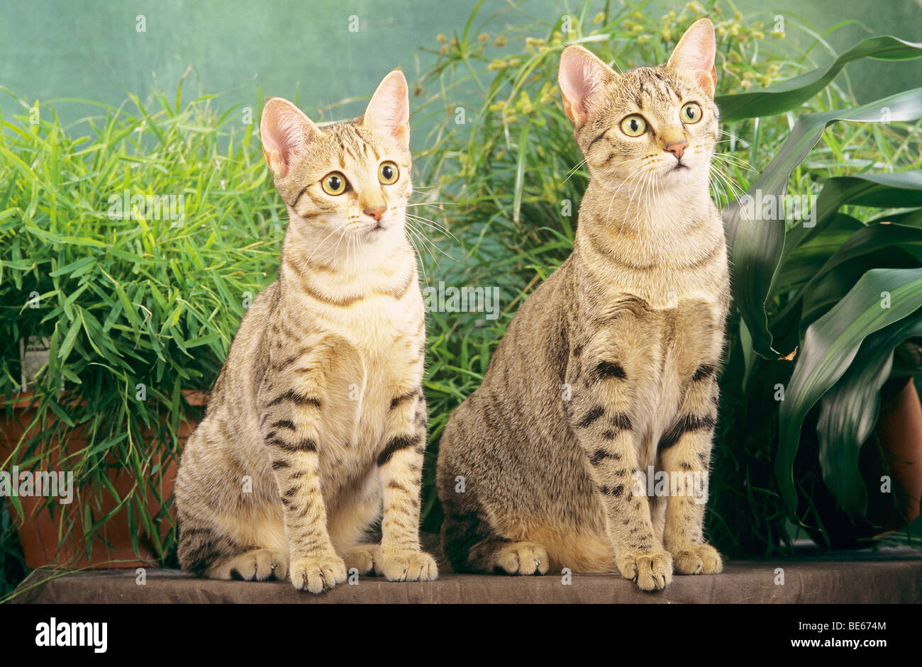 Gatos Egipcios Imagenes De Stock Gatos Egipcios Fotos De Stock