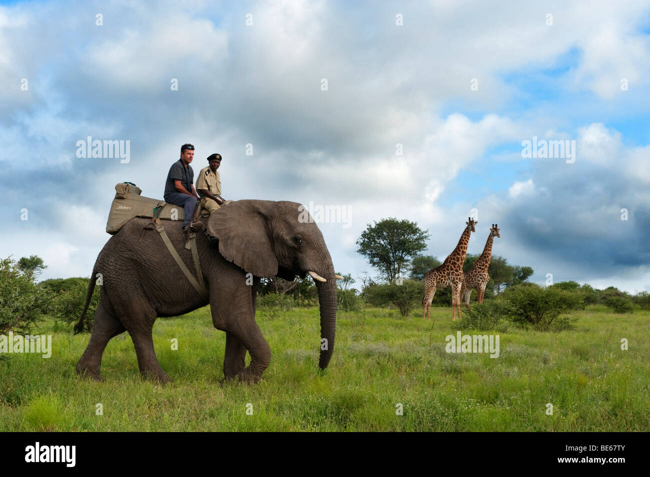 Volver Elephant Safari con jirafas, Kapama Game Reserve, el mayor parque nacional de Kruger, Sudáfrica Foto de stock