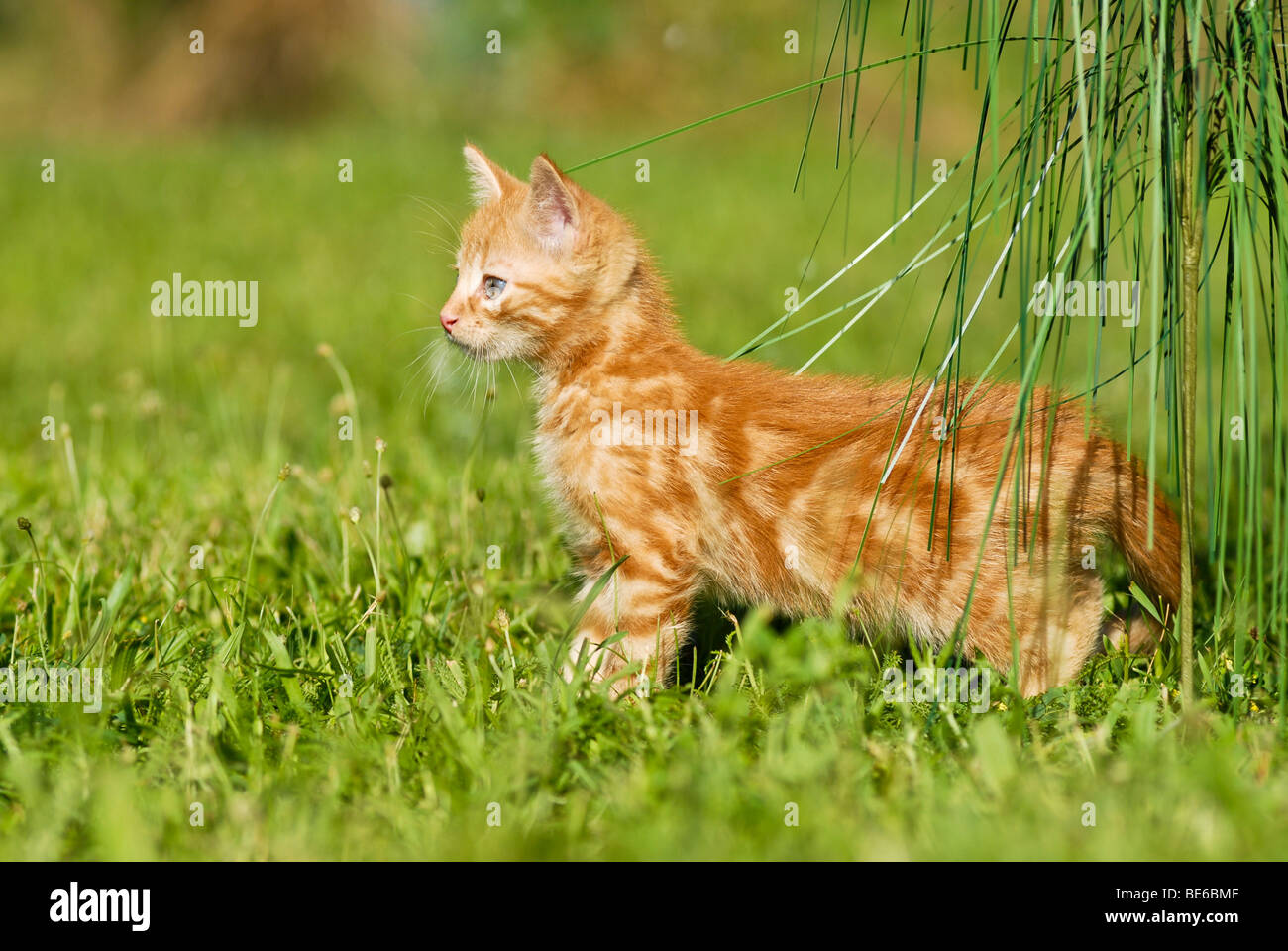 Gato doméstico, gatito jugando con césped ornamental Foto de stock