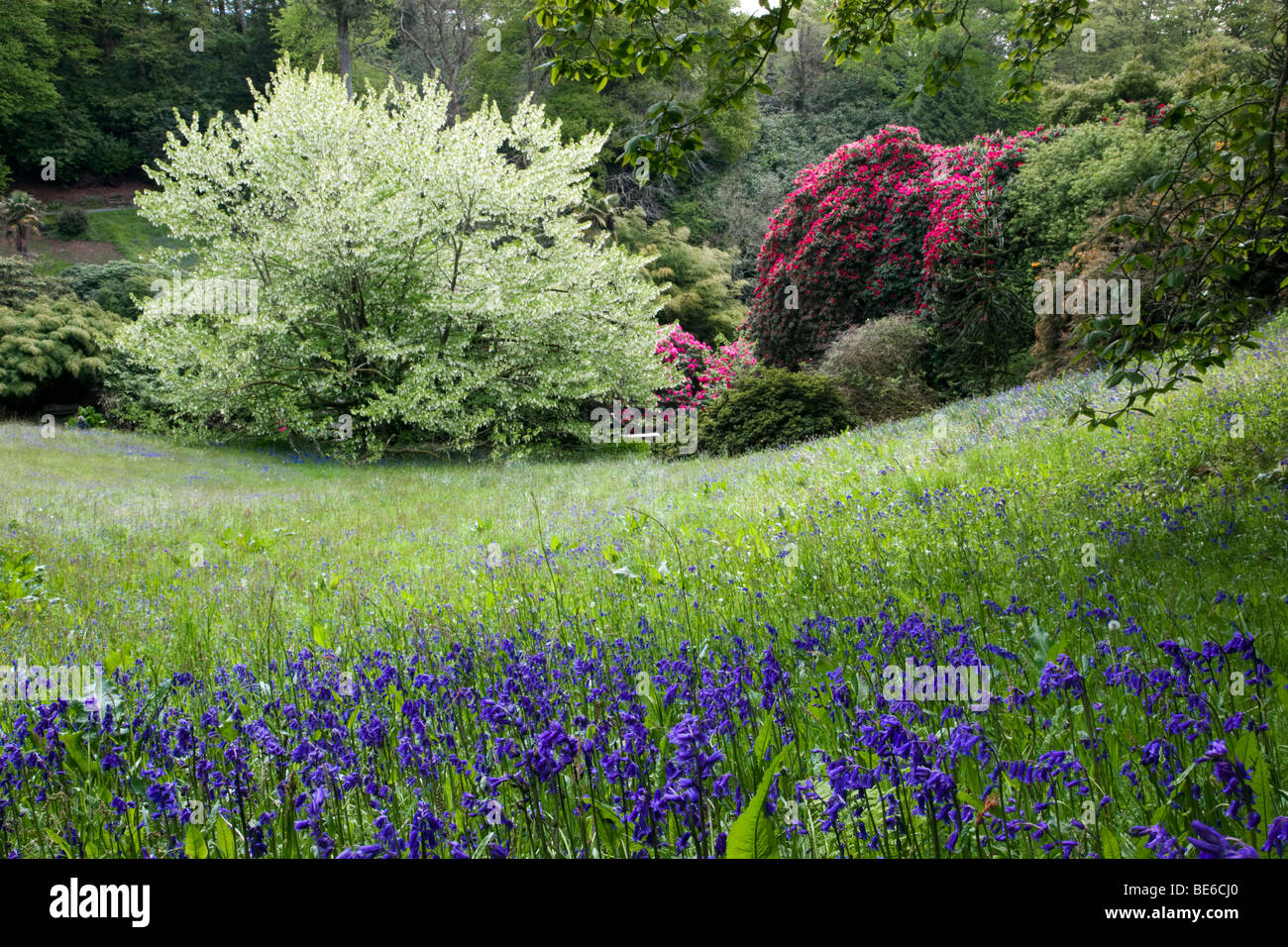 Trebah Garden; Cornwall; en primavera Foto de stock