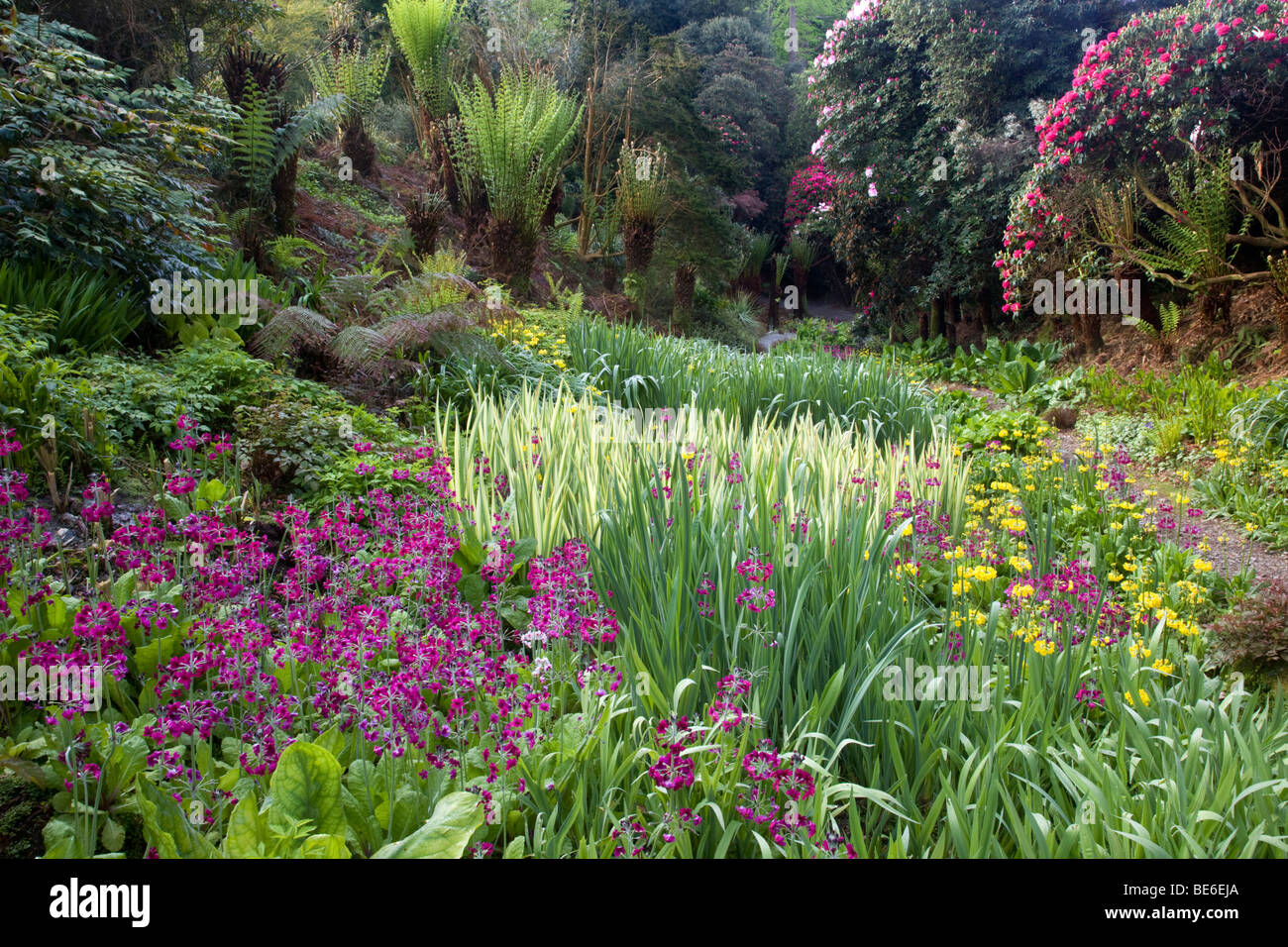 Trebah jardines; Cornwall; en verano Foto de stock