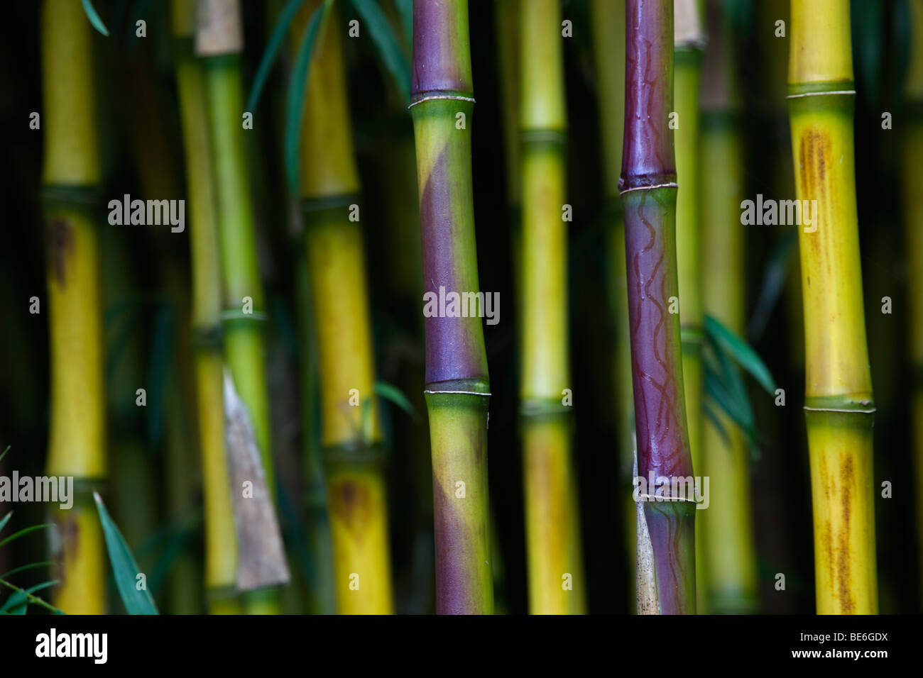 Trebah; Cornwall; tallos de bambú Foto de stock