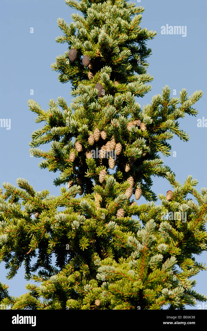 Black spruce, Picea mariana Foto de stock