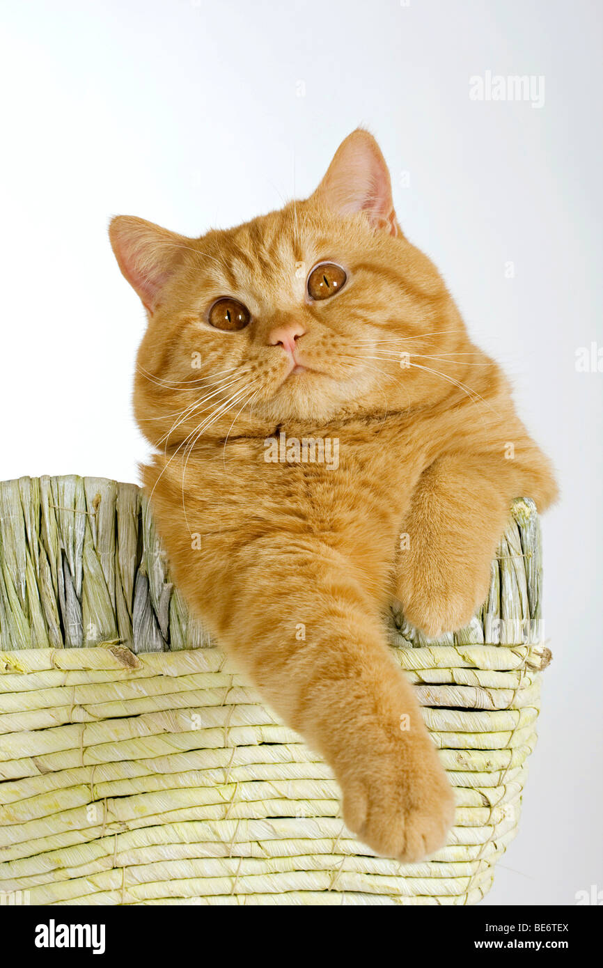 British Shorthair cat, sentado en una cesta de mimbre Foto de stock