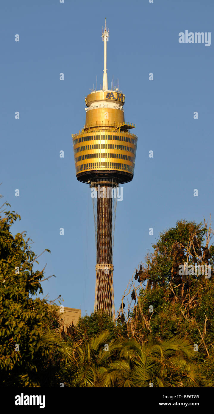 Sydney Tower o torre Centrepoint, la estructura más alta de Australia, Sydney, New South Wales, Australia Foto de stock