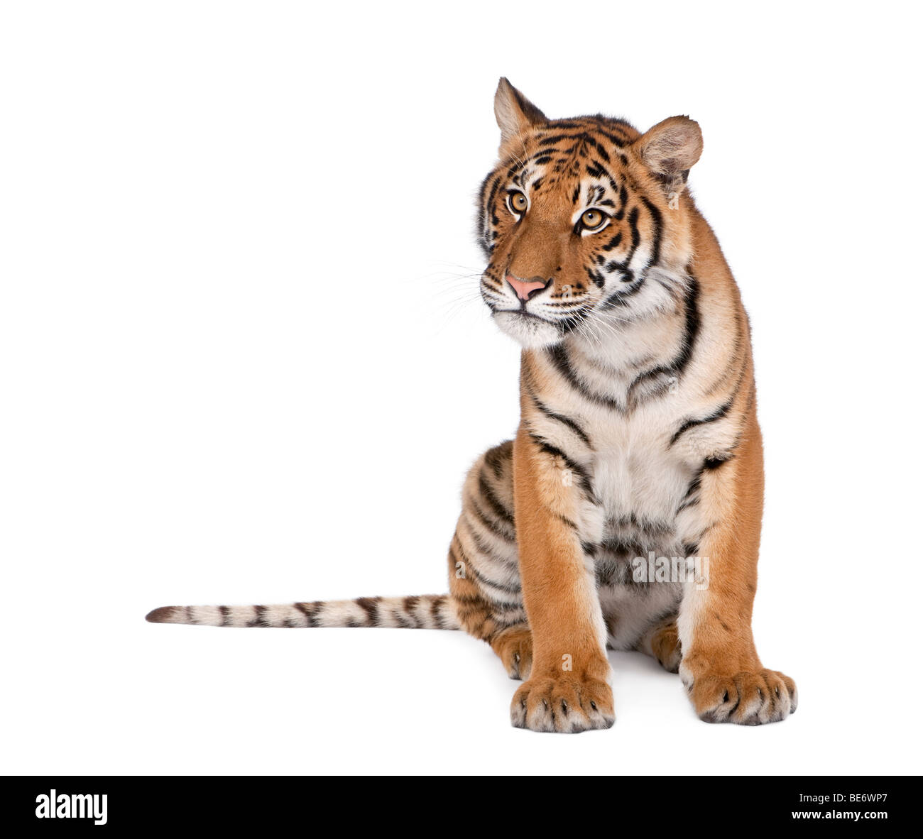 Retrato de Tigre de Bengala, Panthera tigris tigris, 1 año de edad, sentado delante de un fondo blanco, Foto de estudio Foto de stock