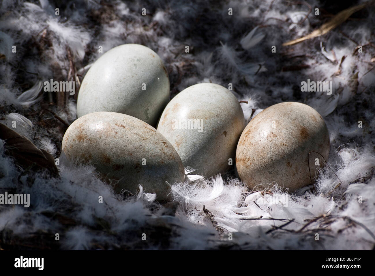 Swan nido con cuatro huevos, nidos de plumas y ramitas Foto de stock