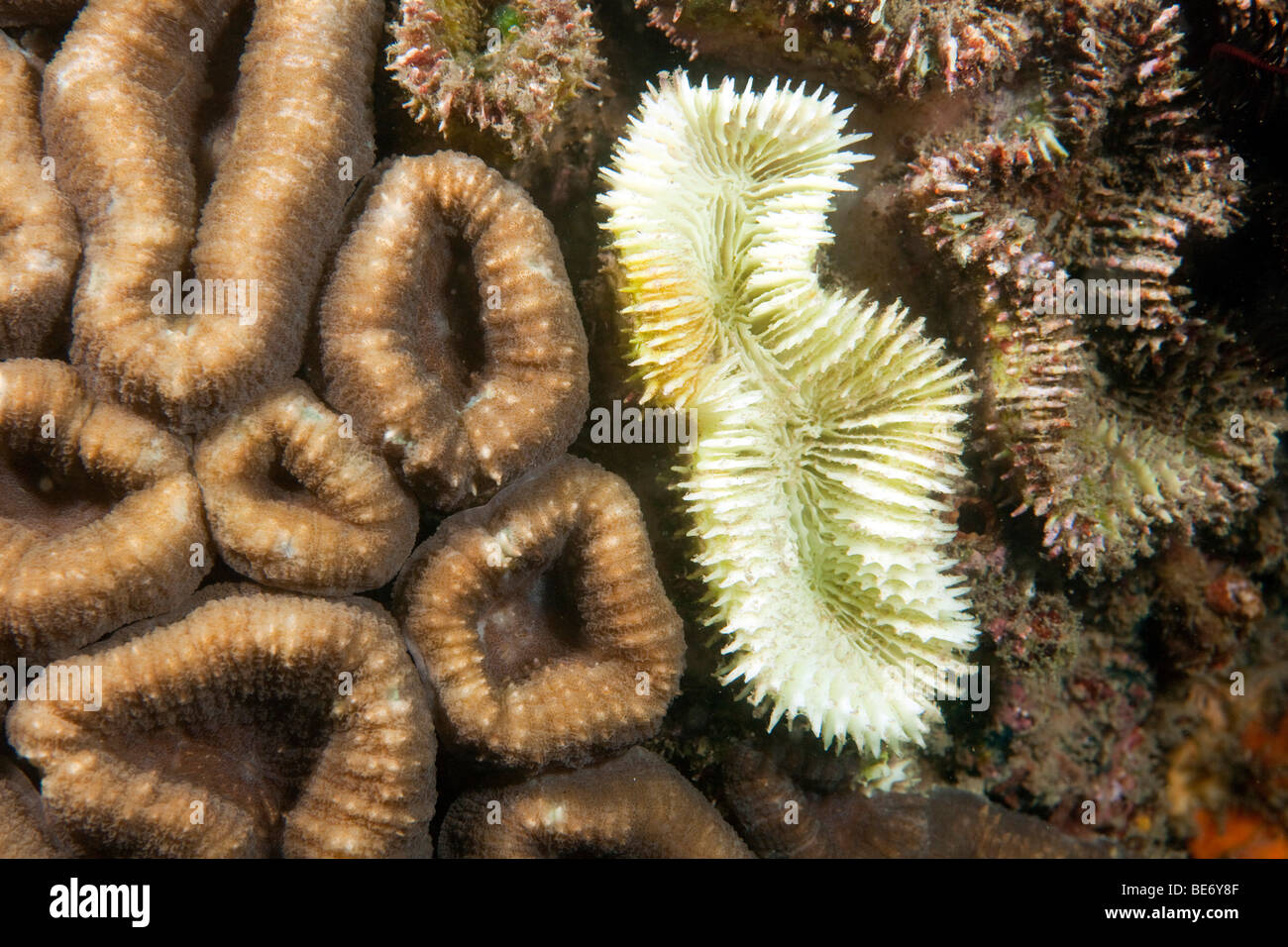El blanqueamiento del coral, muriendo de corales pétreos, Indonesia, Sudeste de Asia Foto de stock