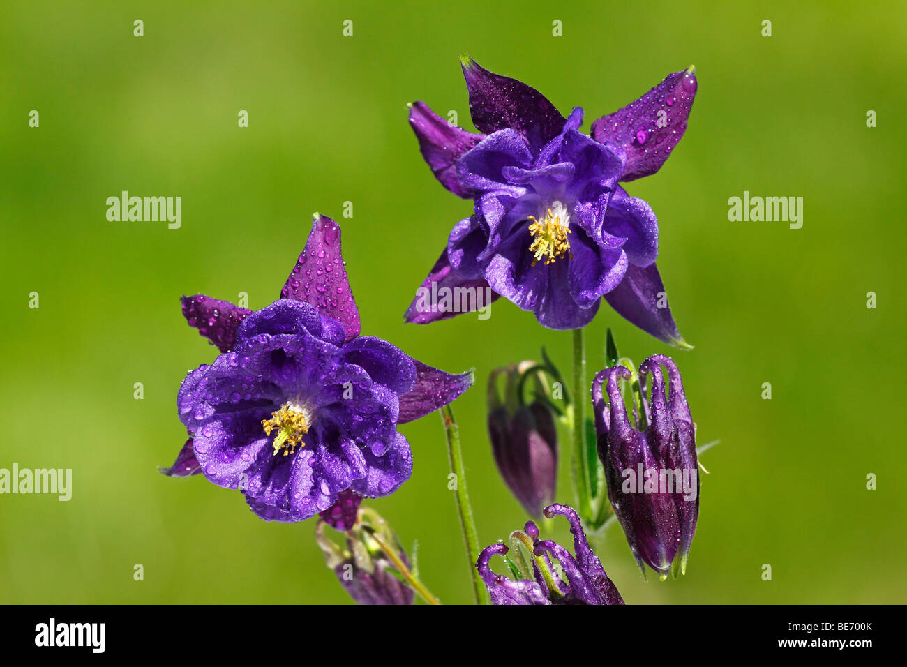Cultivar Columbine (Aquilegia), plantas ornamentales, plantas de jardín venenoso Foto de stock
