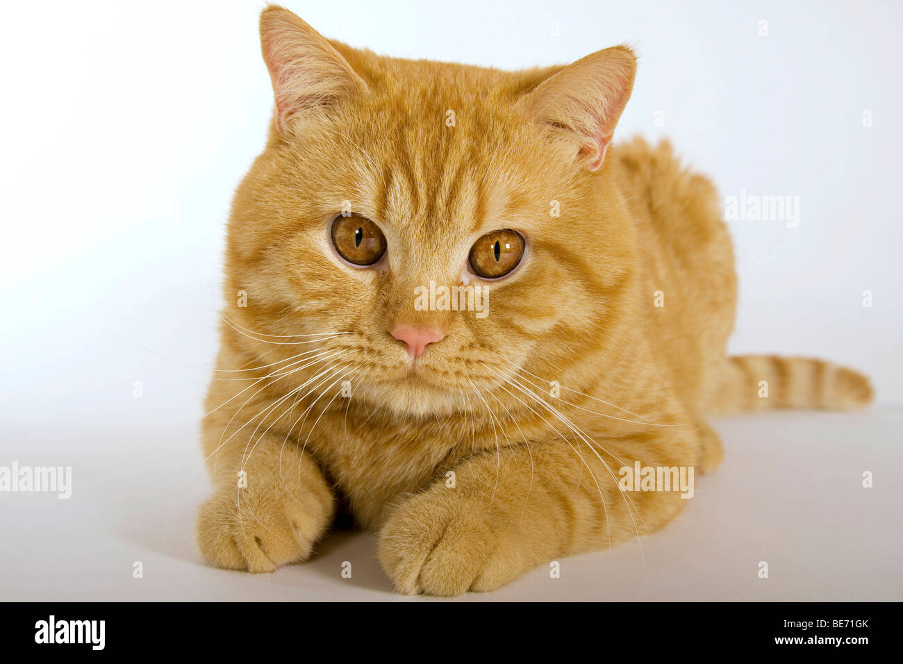 British Shorthair cat, tumbado Foto de stock