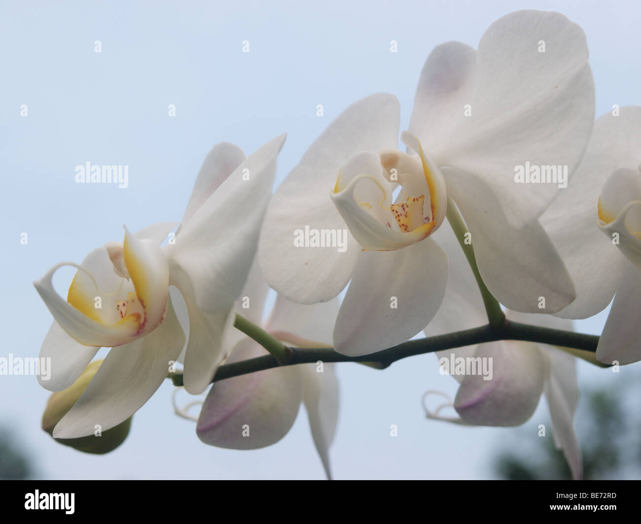 Uno de los populares flor en Indonesia y convertirse en uno de Flor Nacional  Indonesio Fotografía de stock - Alamy
