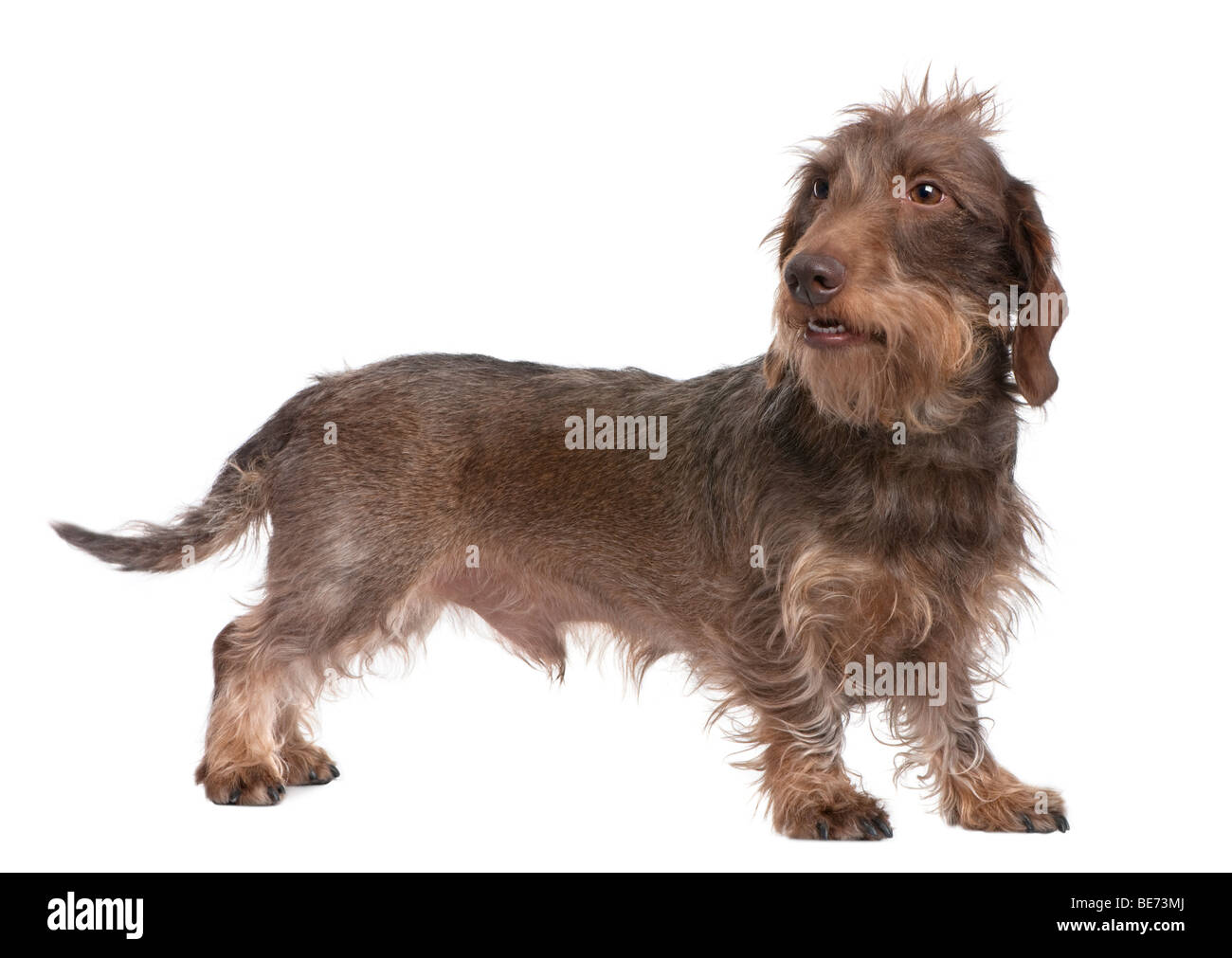 El cable marrón-haired Teckel, 3 años, delante de un fondo blanco, Foto de estudio Foto de stock