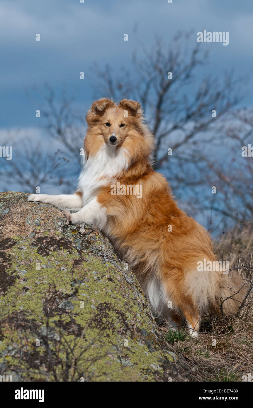 Shetland Sheepdog de pie en una roca Foto de stock