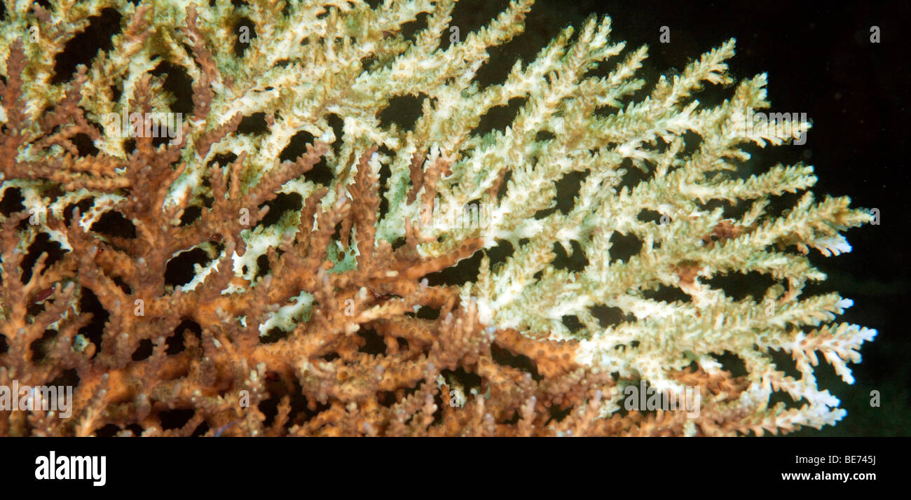El blanqueamiento del coral, muriendo de corales pétreos (Acropora sp.), Indonesia, el sudeste de Asia Foto de stock