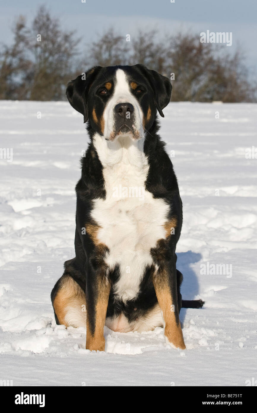 Gran Boyero Suizo sentado en la nieve Foto de stock