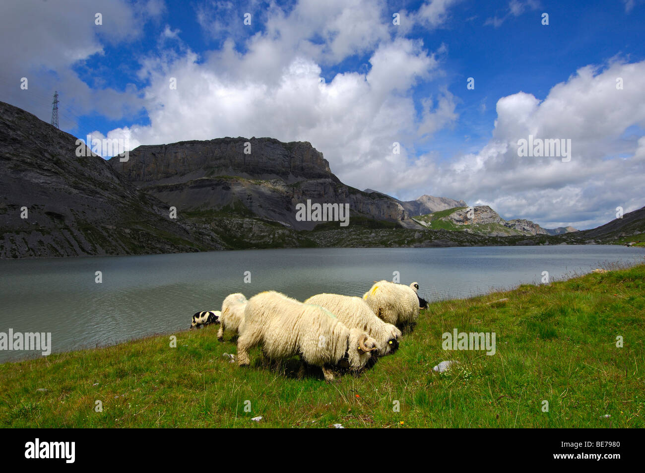 Blacknose ovejas pastando en una pradera alpina a lo largo de la orilla de un lago de montaña en los Alpes Peninos, Valais, Suiza Foto de stock