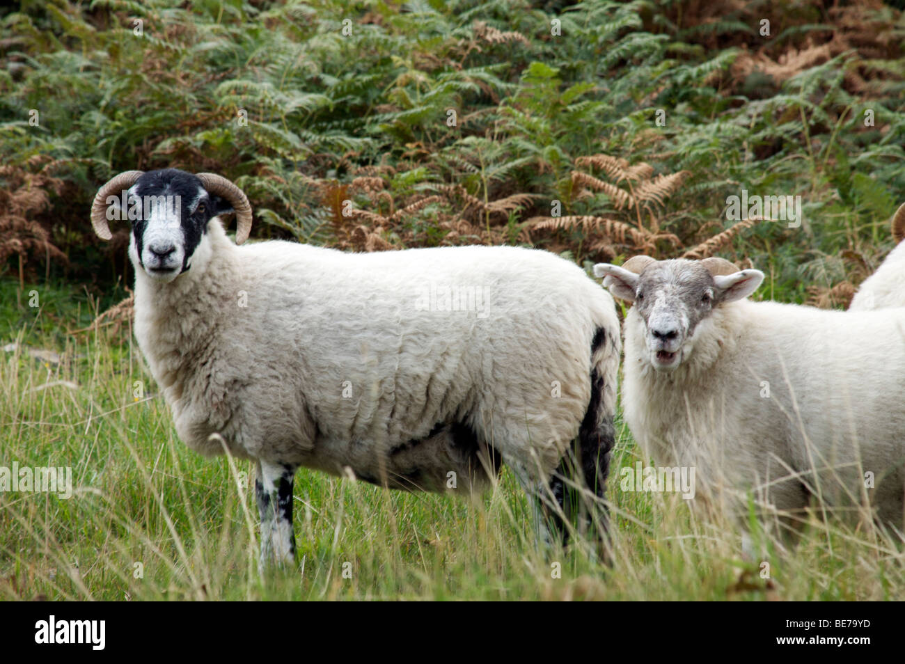 Dos ovejas colina mirando el fotógrafo Foto de stock