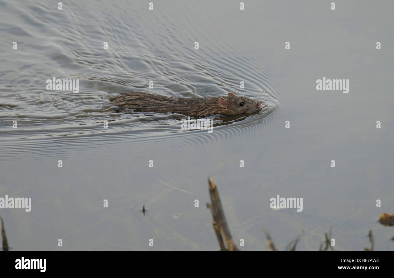 La rata marrón nadando a lo largo del Lake borde lateral. Foto de stock