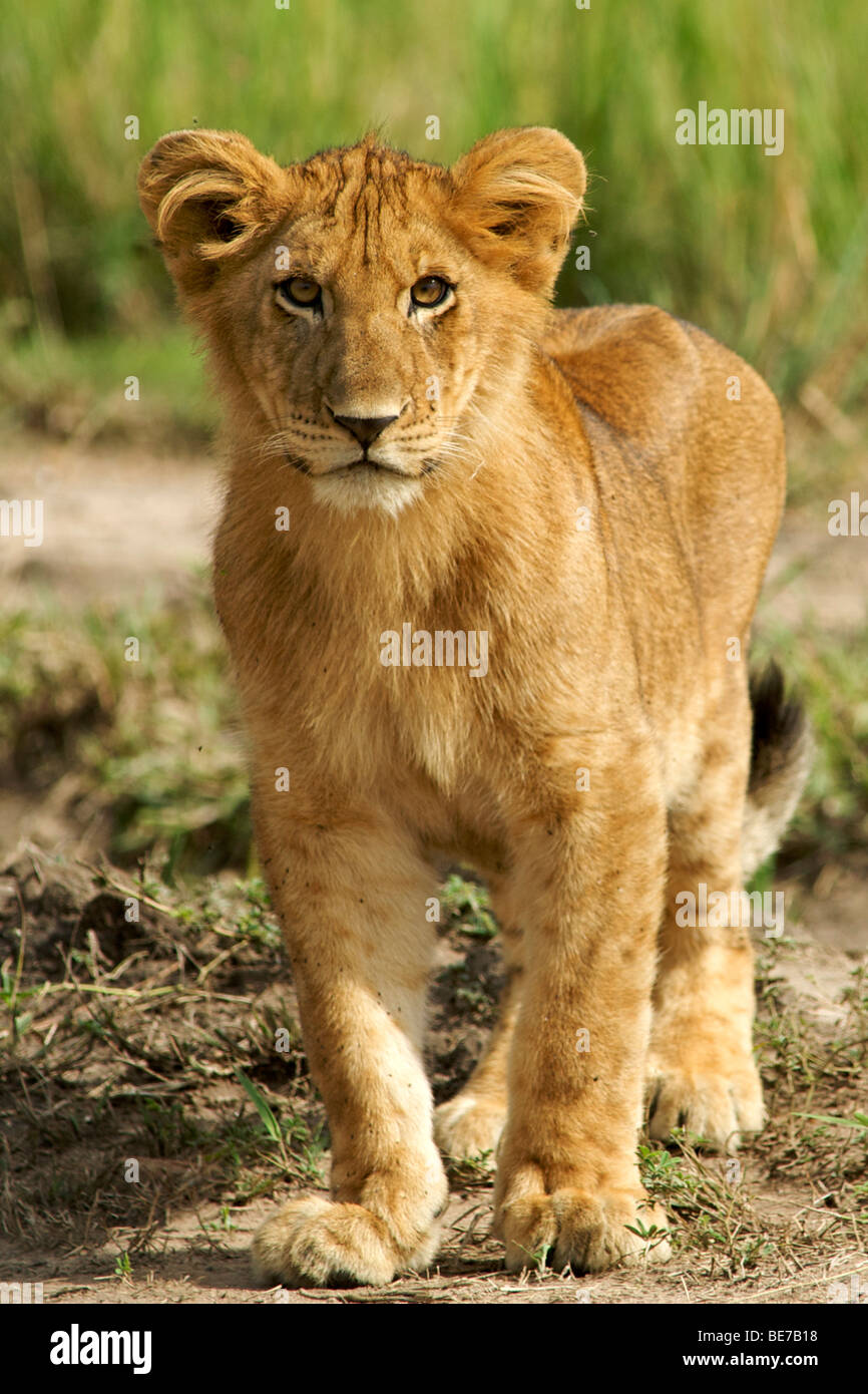 Cachorro de león en el Parque Nacional de Murchison Falls en Uganda. Foto de stock