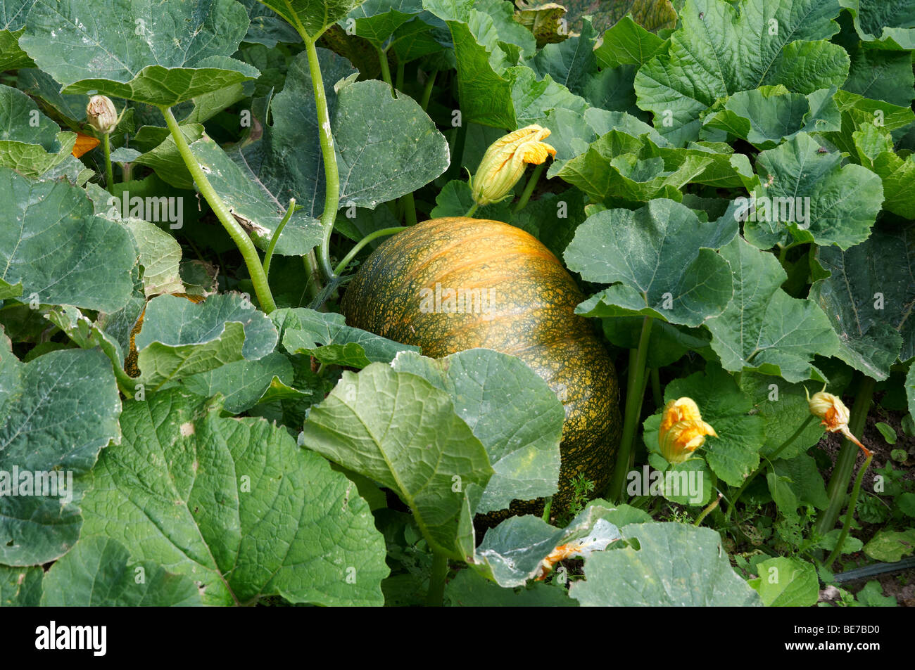 Flor De Calabaza En Ingles Flor De Calabaza En Ingles