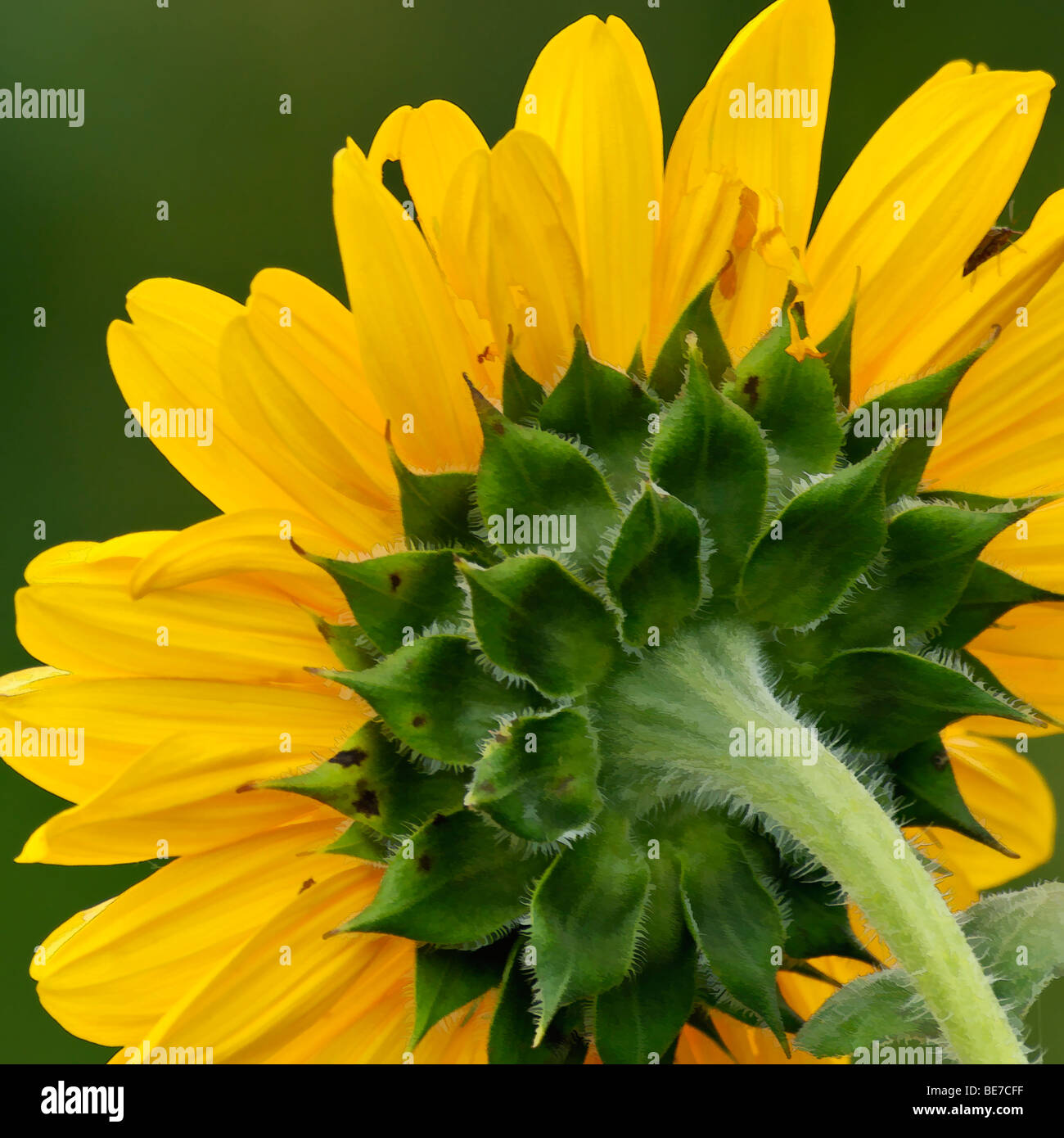 Pintura de girasol fotografías e imágenes de alta resolución - Alamy