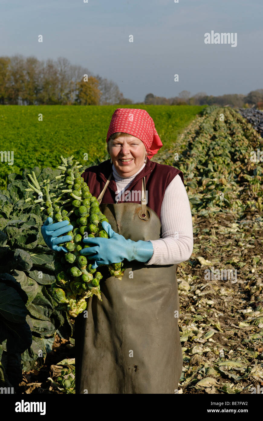 Acostumbrar dividendo Aguanieve Plantas de coles de bruselas fotografías e imágenes de alta resolución - Alamy Acostumbrar dividendo Aguanieve Plantas de coles de bruselas fotografías e imágenes de alta resolución - Alamy